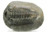 Prone Phacopid (Drotops) Trilobite - Mrakib, Morocco #363268-2